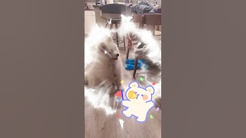 ✨🎉Adorable Bubbly Puppy with Cute Face [Part 5] #BubblyAndSquishy #CuteShorts