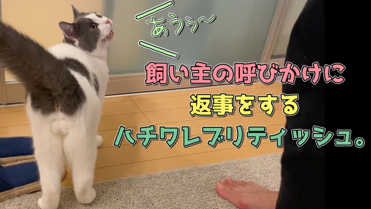 ハチワレブリティッシュショートヘア猫が飼い主の呼びかけに返事をする鳴き声が独特すぎる Youtube