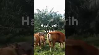 Sapi bali