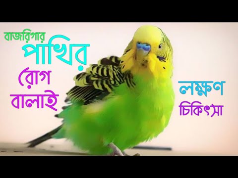 ভিডিও: বন্য পাখির রোগ থেকে বিড়ালদের রক্ষা করা