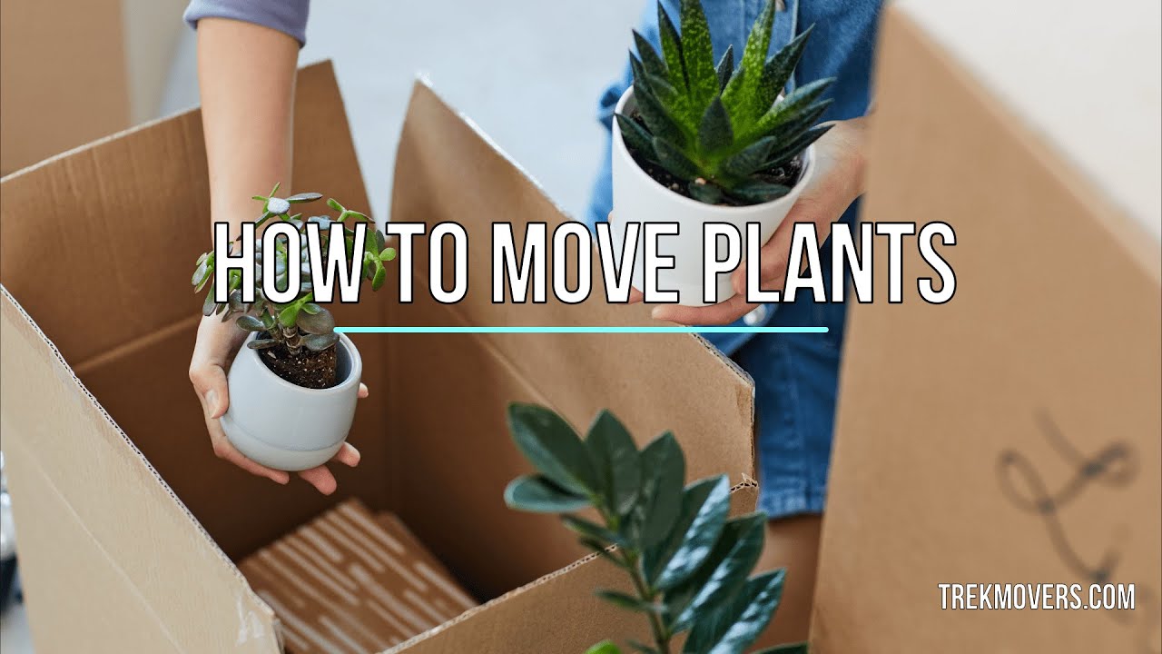 HOW TO MOVE PLANTS 🚍 TrekMovers YouTube