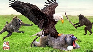 Ketika Anak Monyet di Ganggu Elang,! Begini Hasil Pertarungan Monyet VS Burung Elang