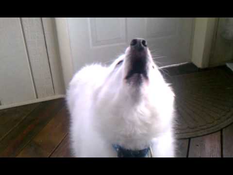 American Eskimo/Eskie dog howls with sirens