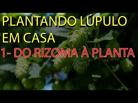 Vídeo: Por Que (e Como) Você Deve Começar A Cultivar Seu Próprio Lúpulo