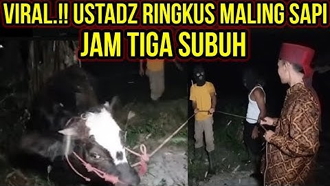 Di luar dugaan pulang duel ketemu maling sapi #kangsuhaofficial