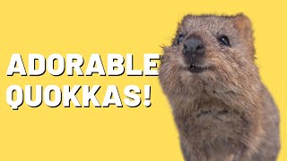 Fascinating Facts about Quokkas! 🤔 by Paws&Claws 577 views 1 year ago 3 minutes, 43 seconds