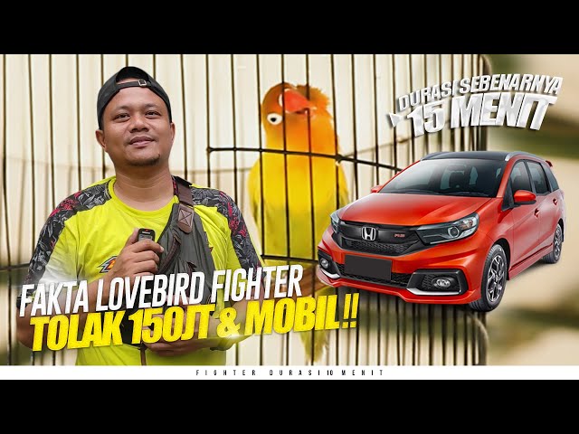 TOLAK TAWARAN 150JT & MOBIL‼️DURASI ASLINYA 15 MENIT 😱 LOVEBIRD PWS class=