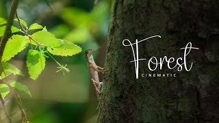 Relaxing Forest🌿 - Short Film - Unseen Environment