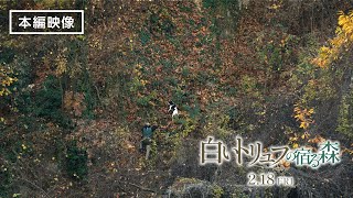 『白いトリュフの宿る森』本編映像