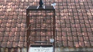Suara Sanger Betina Ngeroll Birahi
