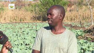 Cabbage farming with George Munsaka