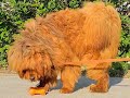 #tibetanmastiff #тибетскиймастиф Tibetan mastiff male 1 year old import Mongolia