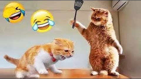 OMG! Funny cat videos that left me speechless! #cat  #catandmouse  #funny