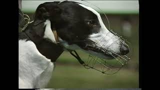 1994 Irish Greyhound Derby Semi-Finals (aired 17-9-1994 on RTE)