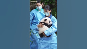 🐼Een babypanda troosten🐼 #panda #babypanda
