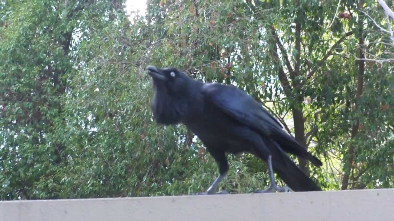 Ravens in Perth YouTube Ravens in Perth YouTube