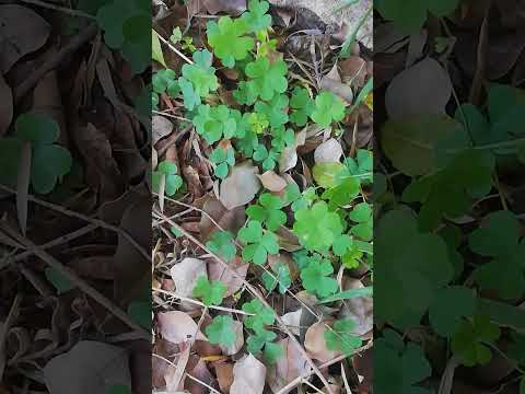 Video: Odrody Marsiliaceae. Marsilia štvorlistá: fotografia, popis, podmienky pestovania