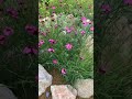 岩場に咲くナデシコ#garden #gardening #flowers #植物#ガーデニング #庭の花