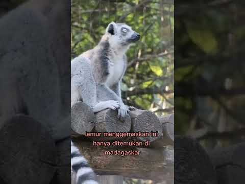 Video: Adakah lemur ditemui?