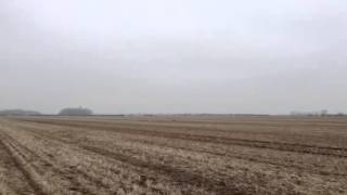 Franny hare coursing 2