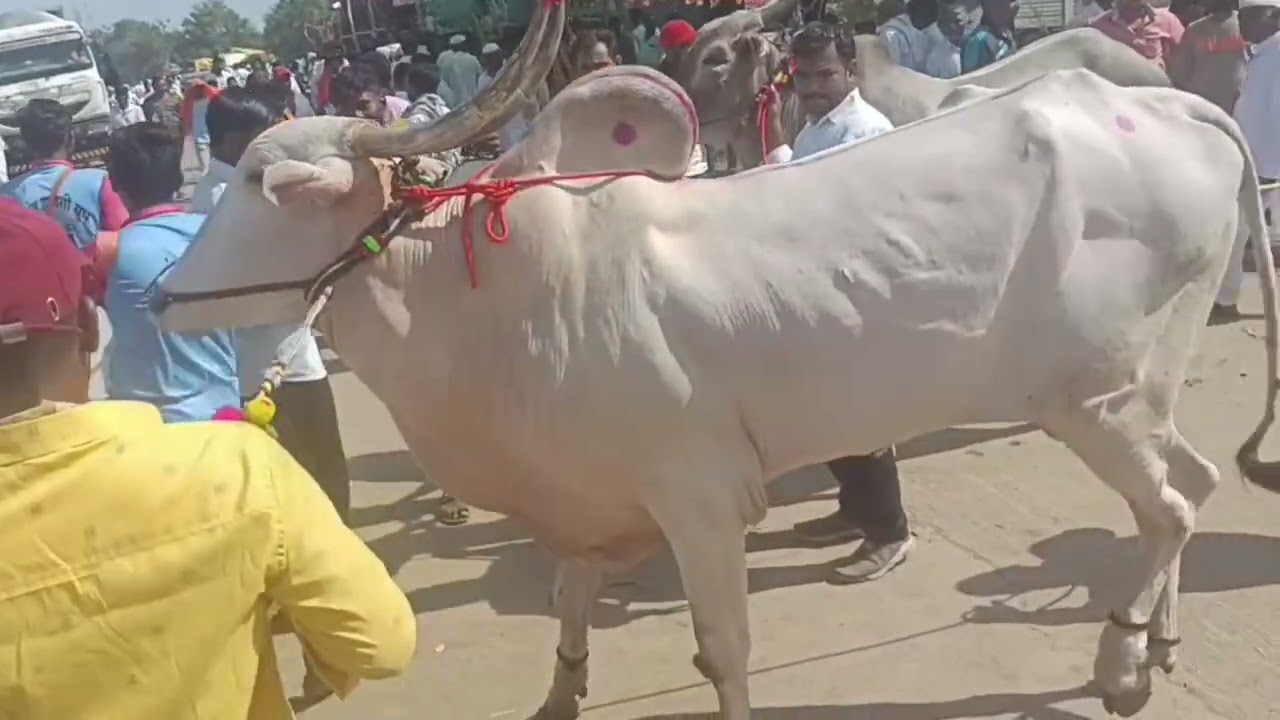 कार्तिक वारी मध्ये रविची मिरवणूक 2025