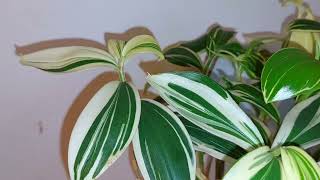 Costus Arabicus Variegatus