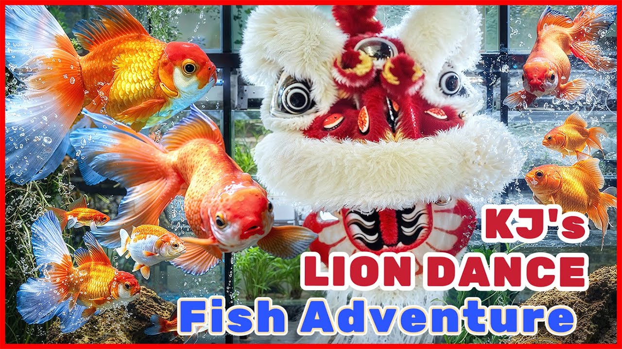 Lion Dance's Fish Adventure! 🦁🐠 What Fish Will KJ Choose?