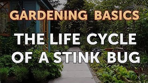 The Life Cycle of a Stink Bug