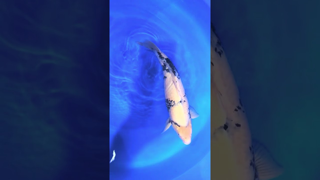 Dainichi Europe Nisai Auktion inkl. Aufzucht am 25.01.2026 