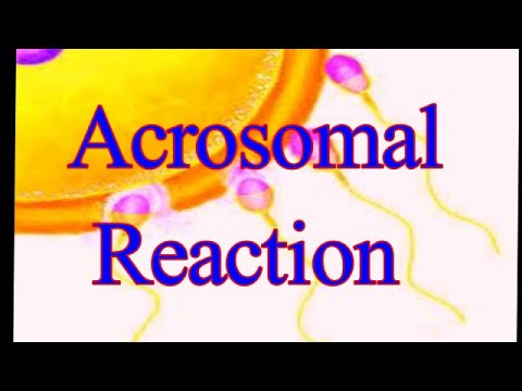 Acrosomal Reaction I Acrosomal Process I proteolytic enzymes I Bindin I RhoB I ResactI Golgi Complex