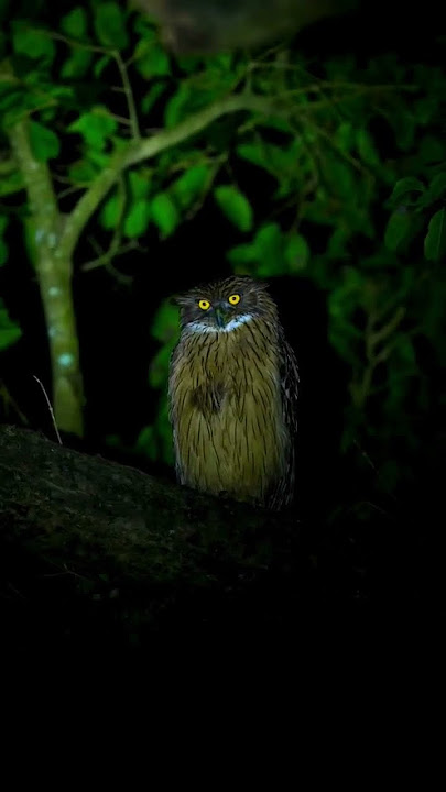 Apa loe lihat lihat !! Buffy fish owl