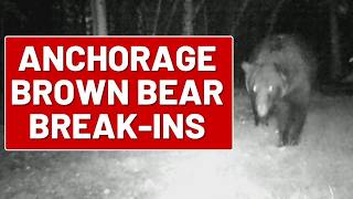 Brown bears creating a serious public safety risk in Anchorage screenshot 4