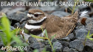 : Bear Creek Wildlife Sanctuary - 4/28/2024