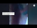 El vídeo que muestra al perro que atacó al bebé en Madrid durante el fin de semana