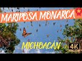 MARIPOSA MONARCA 2021 | SANTUARIO El Rosario | ANGANGEO MICHOACAN MEXICO