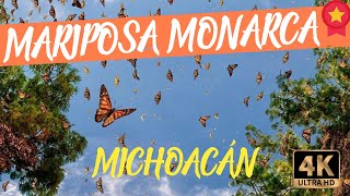 MARIPOSA MONARCA 2021 | SANTUARIO El Rosario | ANGANGEO MICHOACAN MEXICO