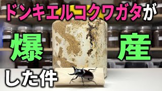 ドンキエルコクワガタ　(赤ドンキ) 70mm標本 I'm seeing a lot of expensive Don Quiere stag beetles laying eggs