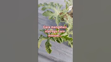 Cara mengatasi hama ulat dgn cara manual #semangkahidroponik #petanisemangka #berkebun #petanimuda