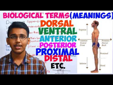 Download biological terms(meanings)/dorsal/ventral/posterior/anterior/ proximal/distal