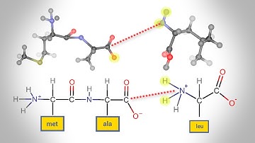 Peptide Bond Formation | Animation