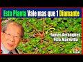 🌱Si Esta Planta te Sale en el Patio de tu Casa, Nunca la Arranques Porque es Una Bedicion