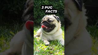 3 Crazy Pug Facts #didyouknow #facts #tinyfacts #dogfacts #pug #pugs #dog #dogs #pugfacts