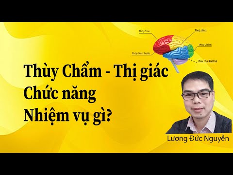 Thùy Chẩm nhận thức Thị giác