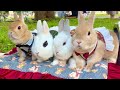 #76② 女の子争奪戦？！イケメンうさぎパラダイス？！東京タワーの見える公園でうさんぽ！Girl scramble!?Handsome rabbit