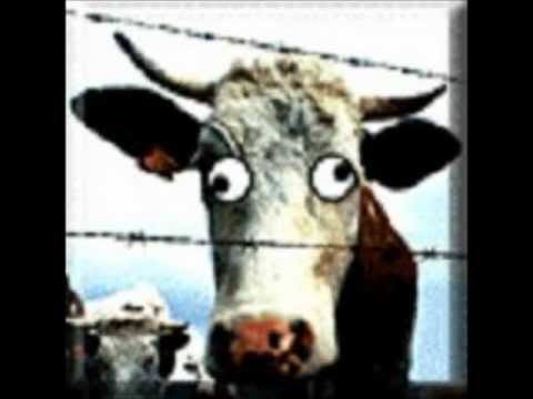 how-to-identify-mad-cow-disease