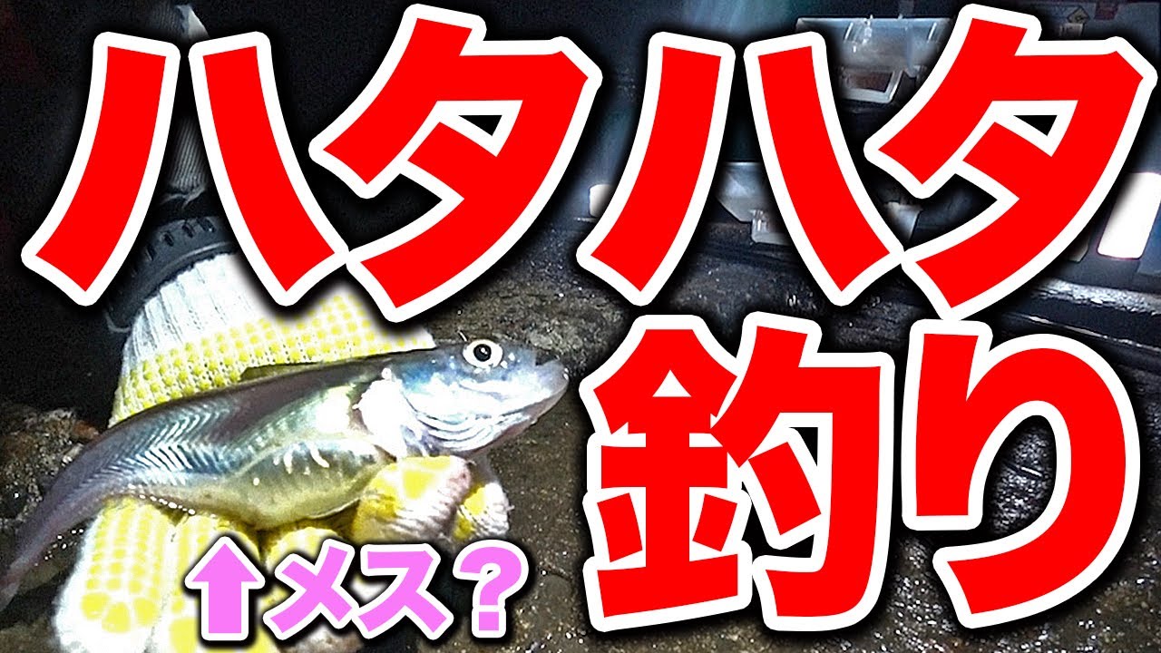 海釣り 深海魚ハタハタ釣り 冬の２週間だけ浅瀬に産卵に来るので釣りに行きました 山形県酒田北港水路 19 12 28 Youtube