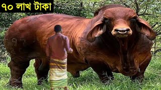 এই প্রথম  ৭০ লাখ টাকার গরু বাংলাদেশে! | ১০ টি দানব গরু! Cattle Agriculture, Dairy farming screenshot 5