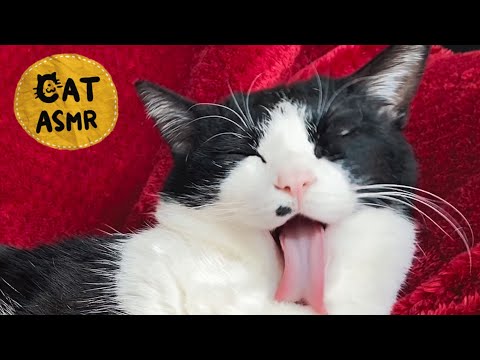 ?ASMR｜腕を必死にグルーミングする猫の音#134