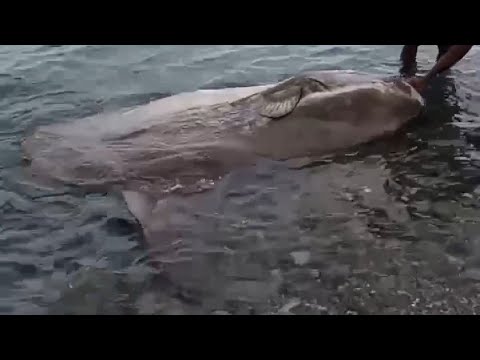 Video: Mola-mola Besar Tersapu Di Pantai Australia