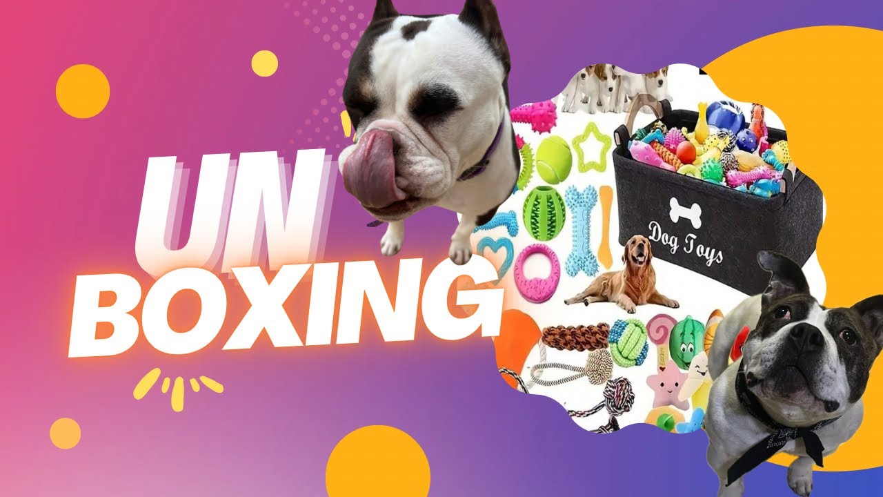 Major Petsin SHEIN Pet Haul Feat. Daisy & Dolce | Toys from SHEIN